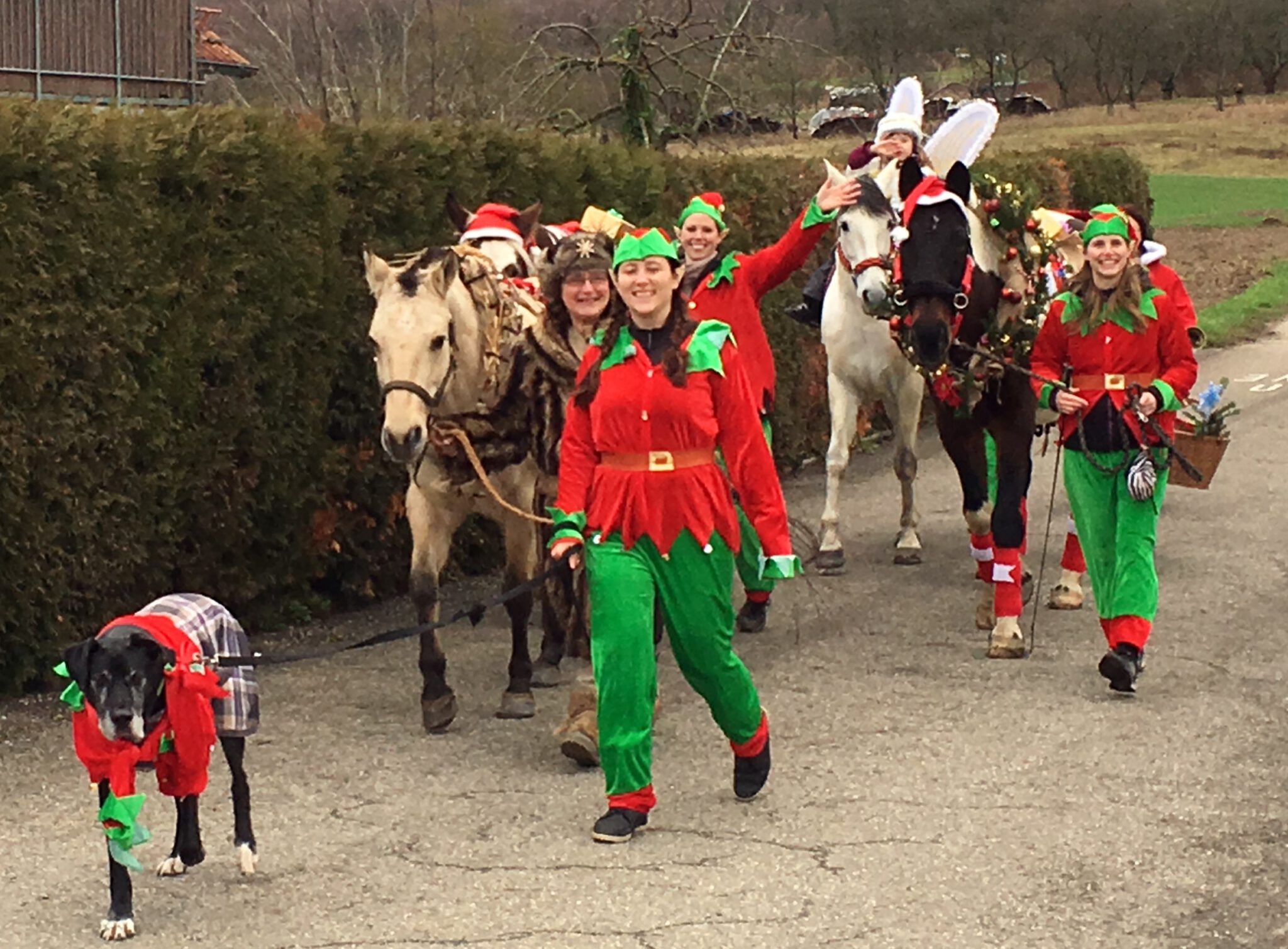  Foto zu 2018 - Weihnachtsaktion - Hallo Pferd 
